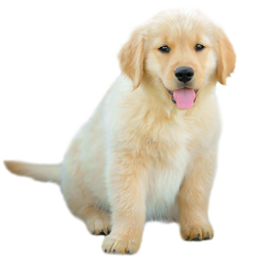 Golden Retriever puppy Daisy of Trog's Dogs