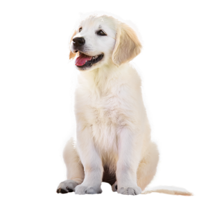 Golden Retriever puppy ZuZu of Trog's Dogs