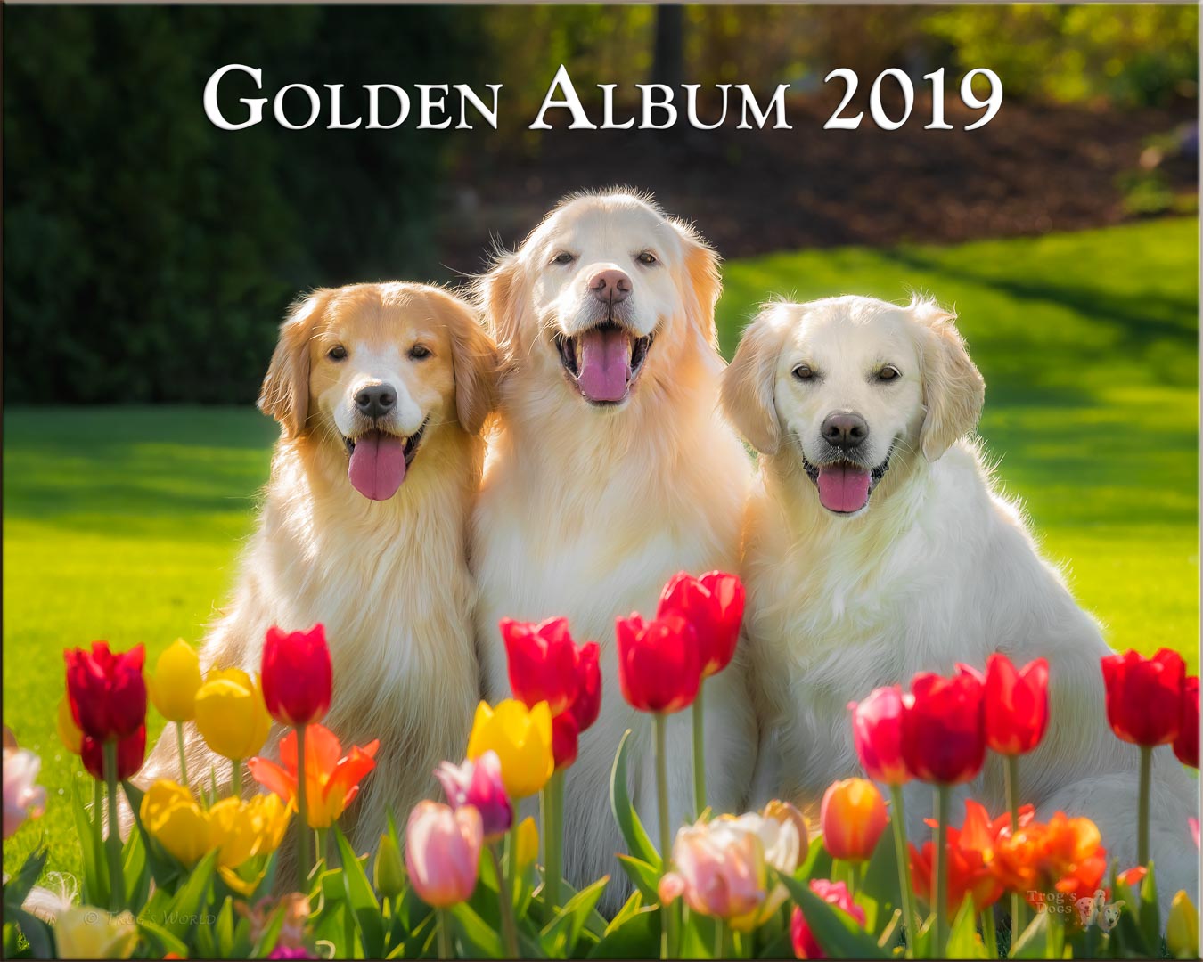 Three Golden Retrievers smiling in the tulips