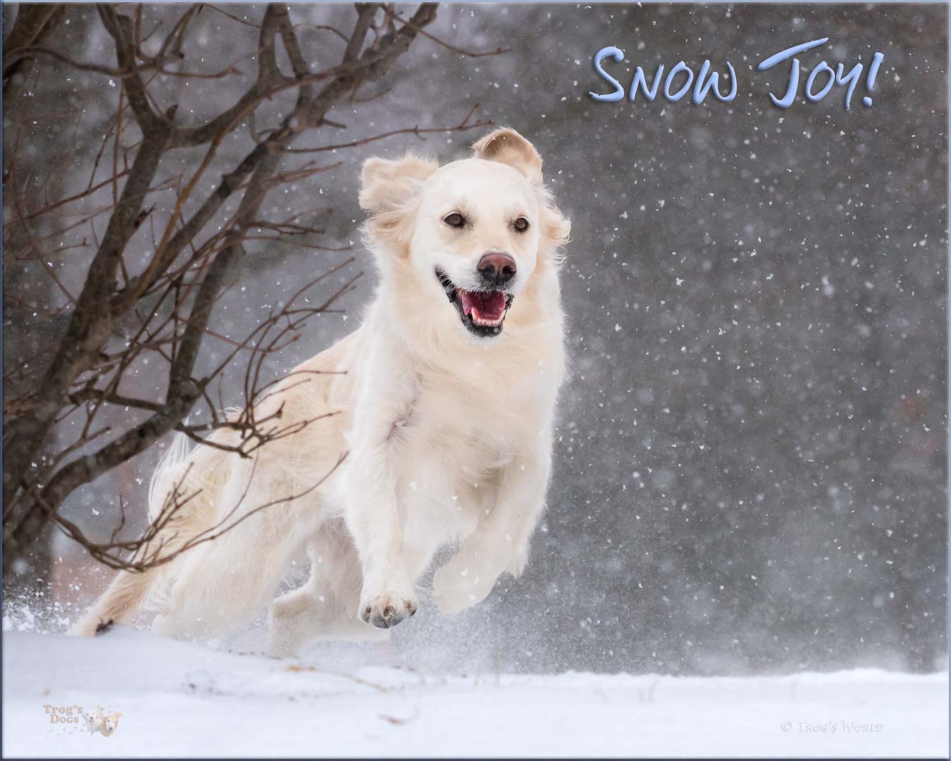 Golden Retriever playing in the snow