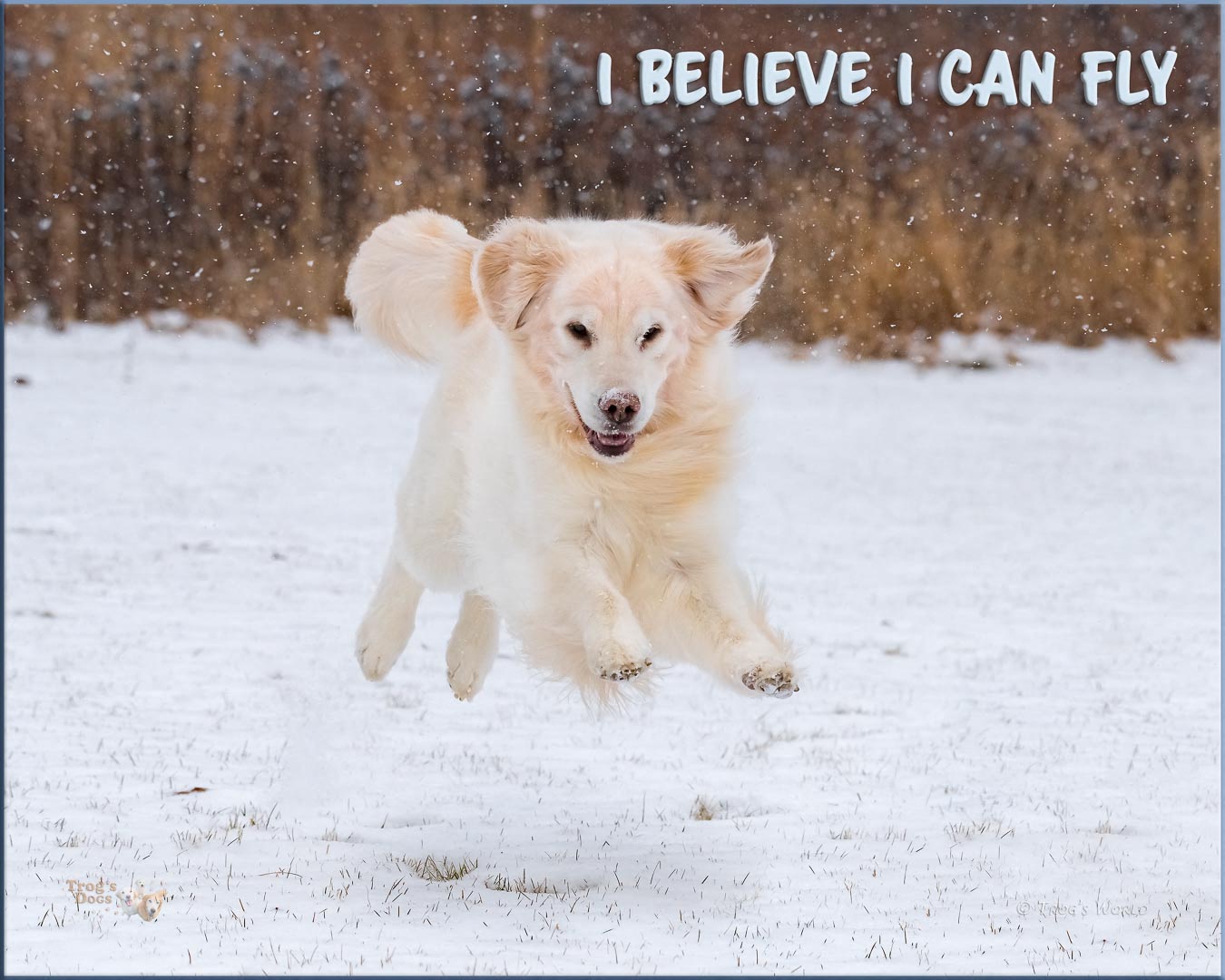 Golden Retriever playing in the snow