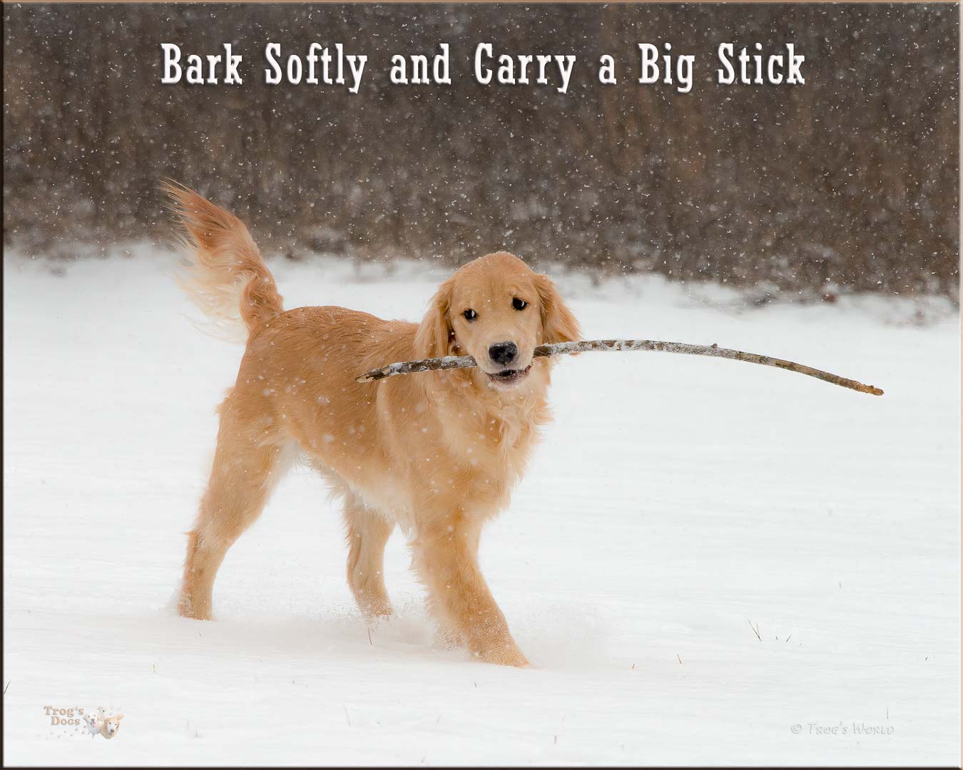 Golden Retriever puppy carrying a big stick