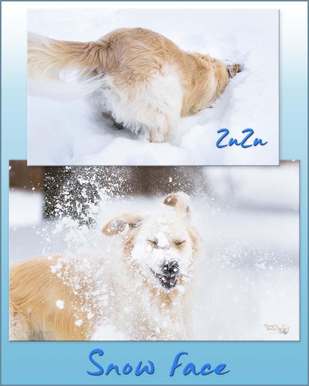 Golden Retriever playing in the snow