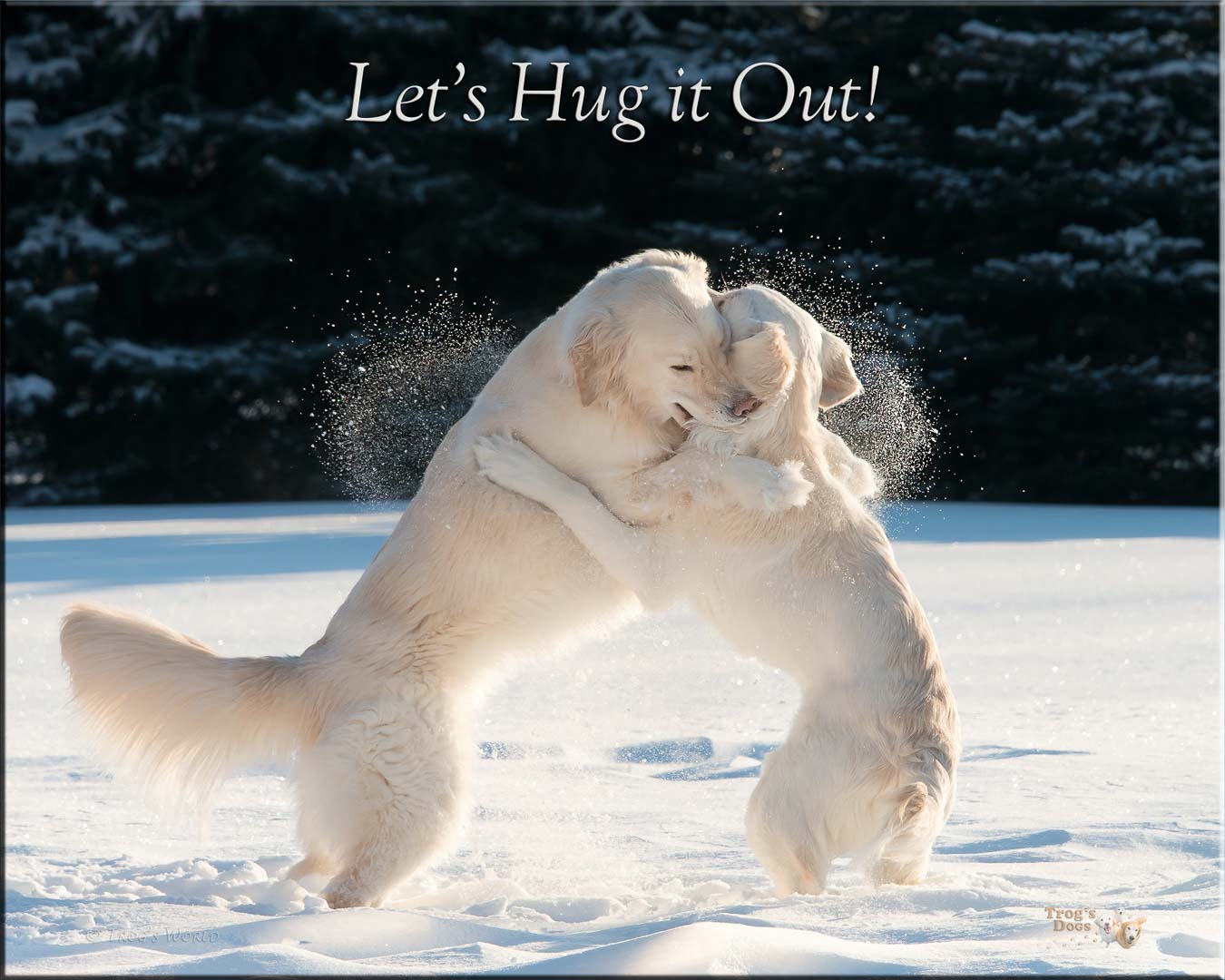 Golden Retrievers playing in the snow