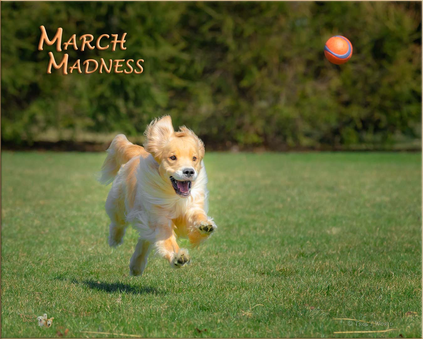 Golden Retriever chasing a ball