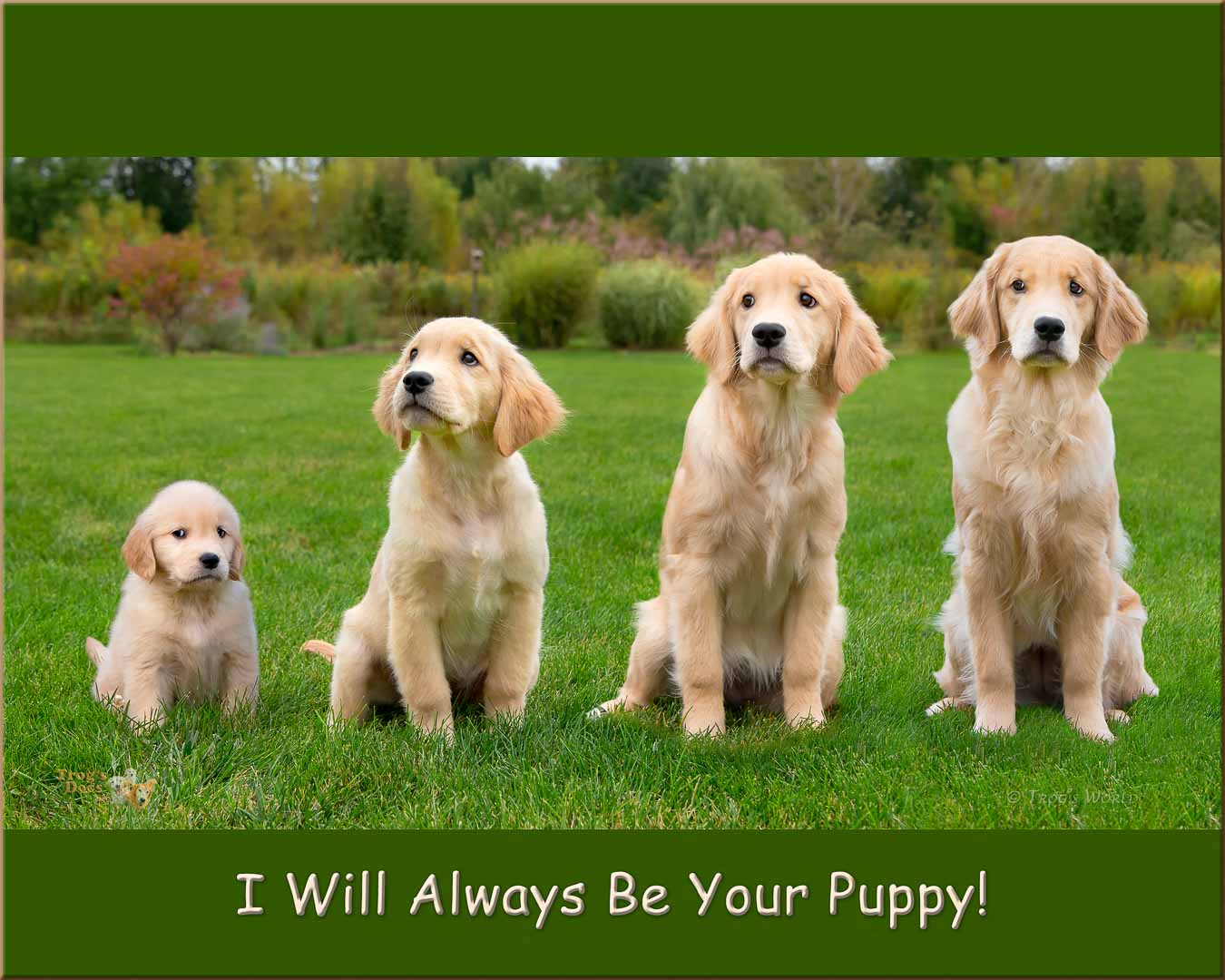 Montage showing growth of a golden retriever puppy