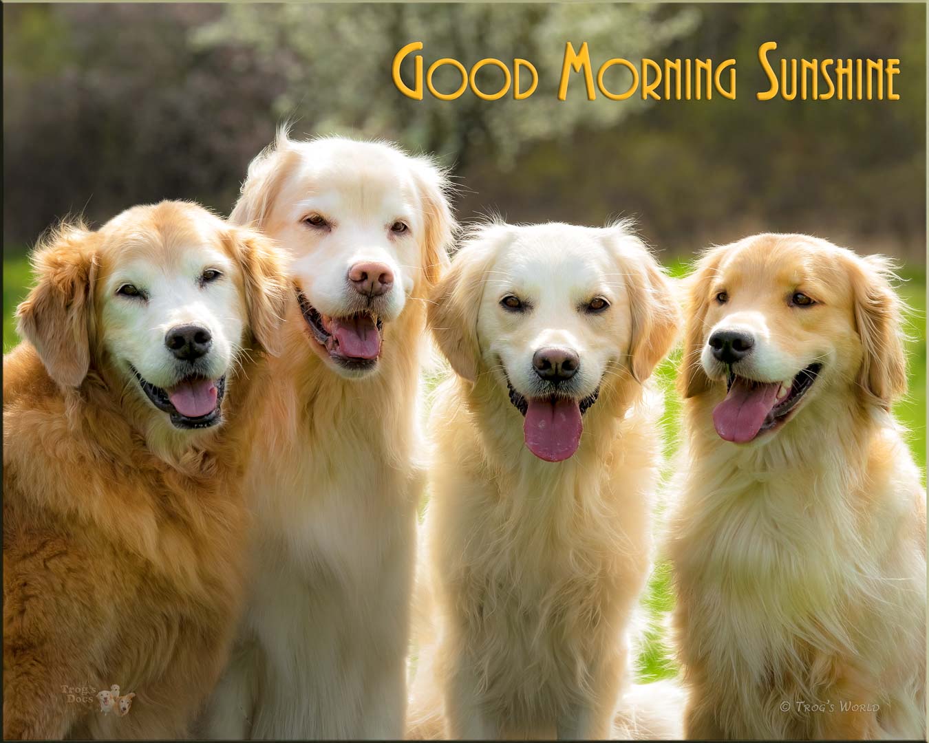 Golden Retrievers smiling in the morning sunshine