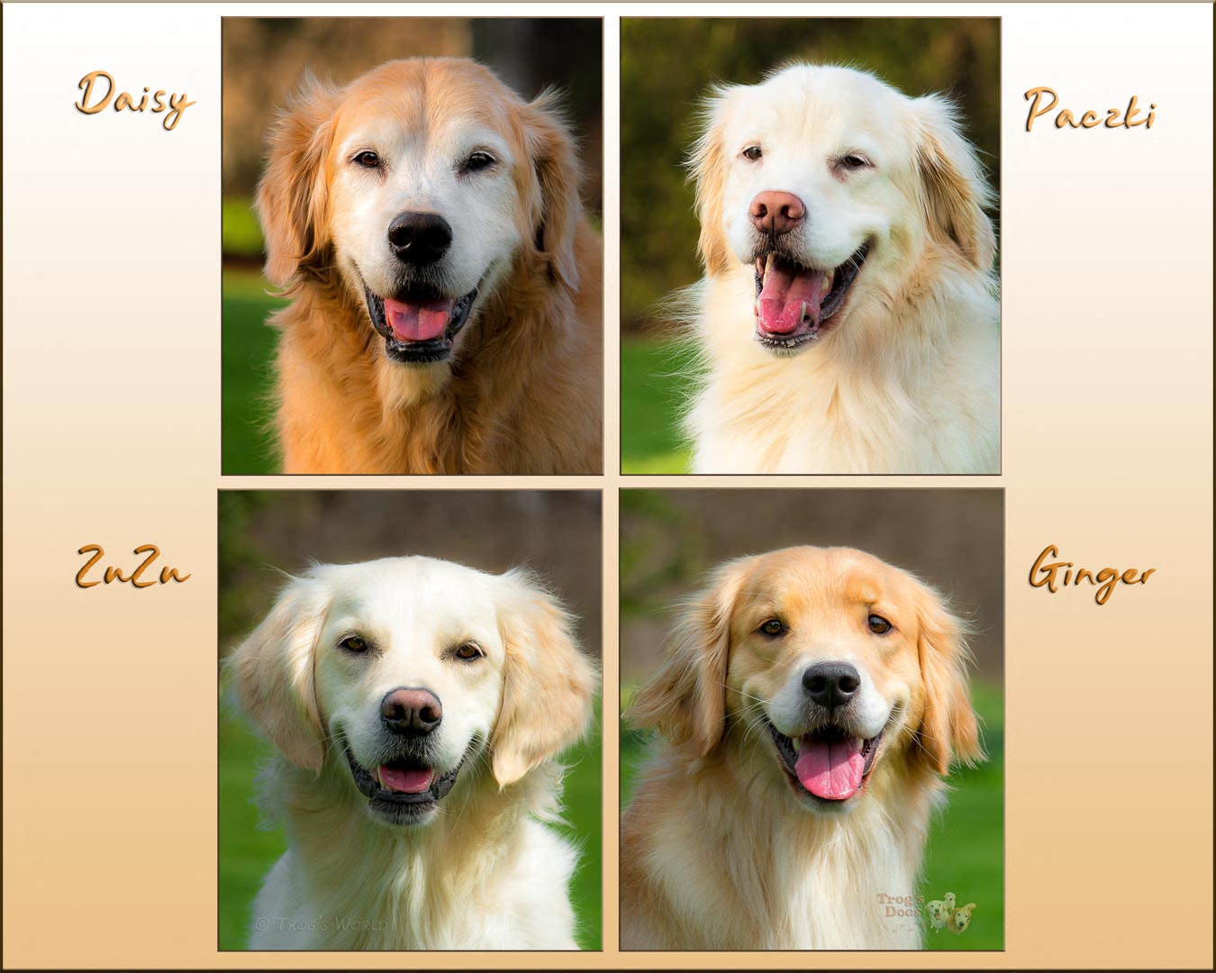 Montage of 4 Golden Retrievers