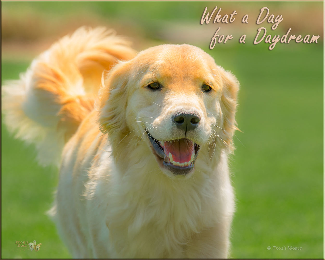 Golden Retriever smiling on a spring day