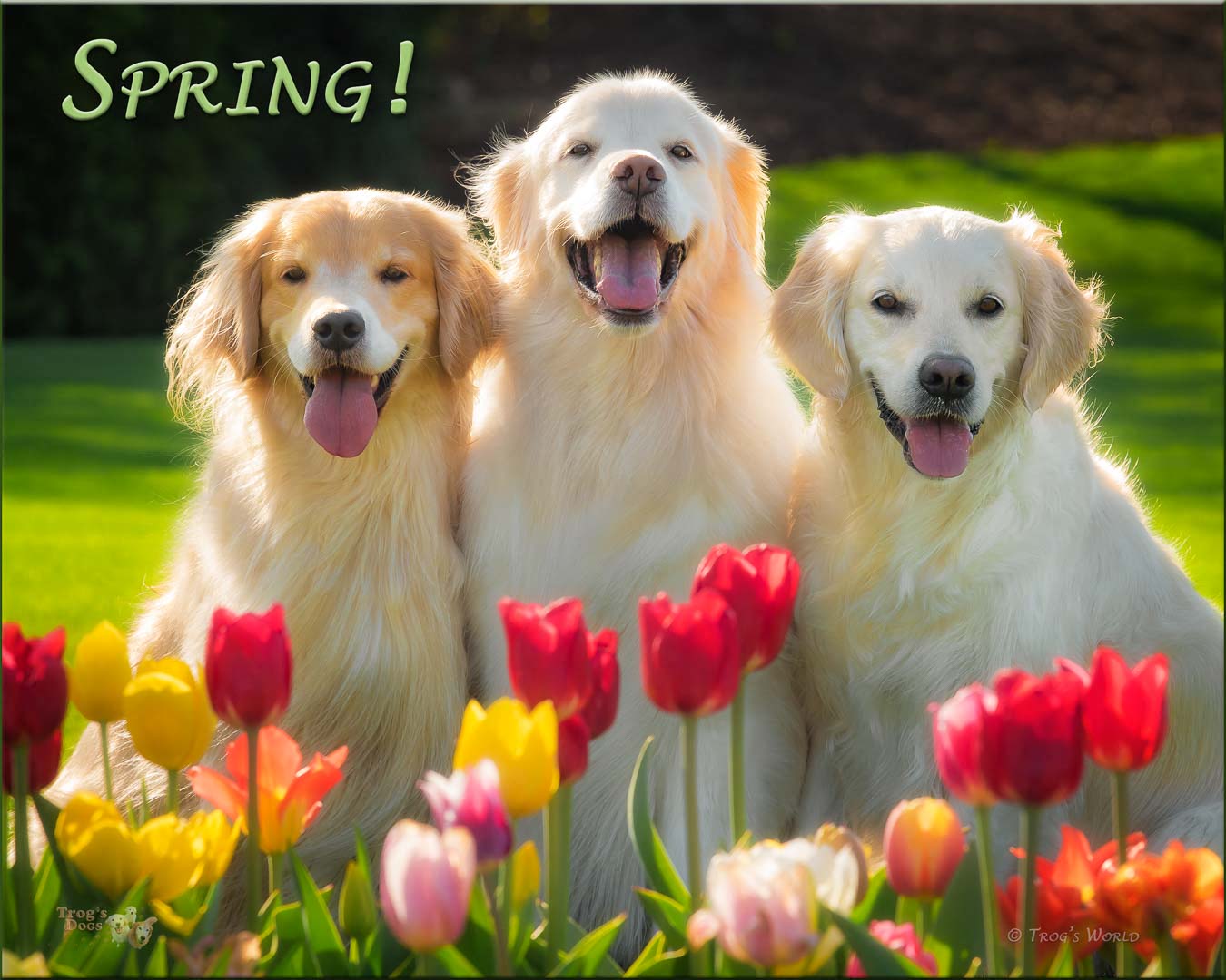 Golden Retrievers smiling behind the tulips