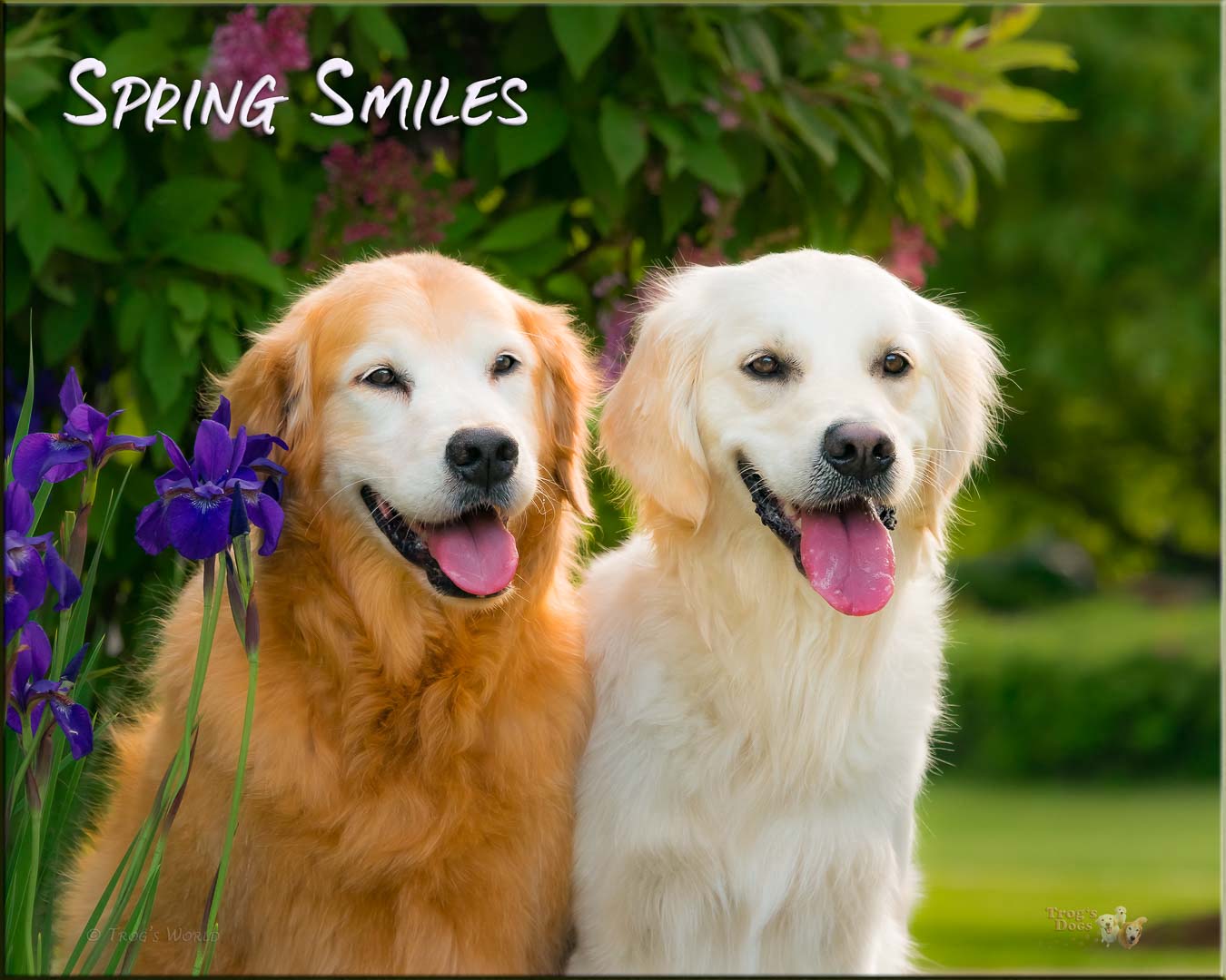 Two Golden Retrievers on a spring day