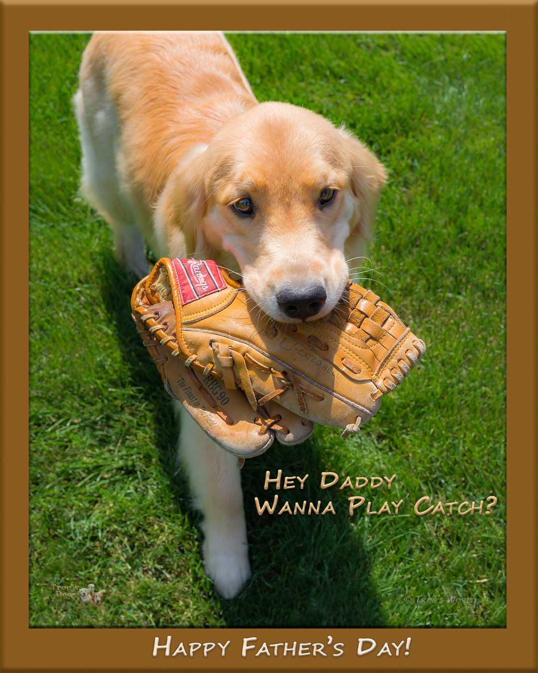 Golden Retriever with a glove in its mouth