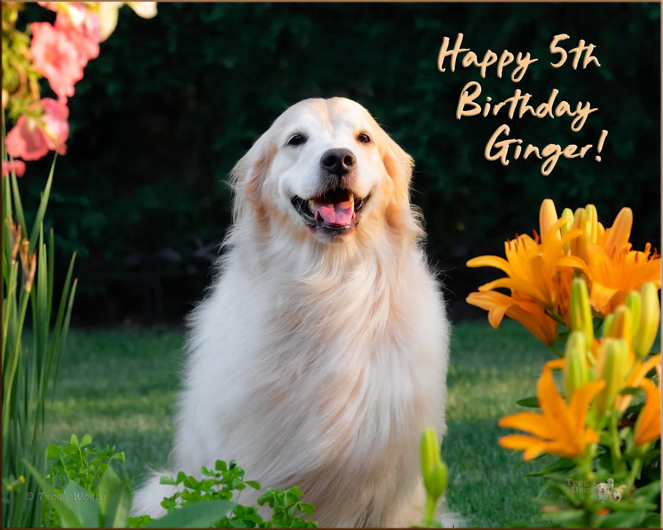 Golden Retriever posing with the flowers