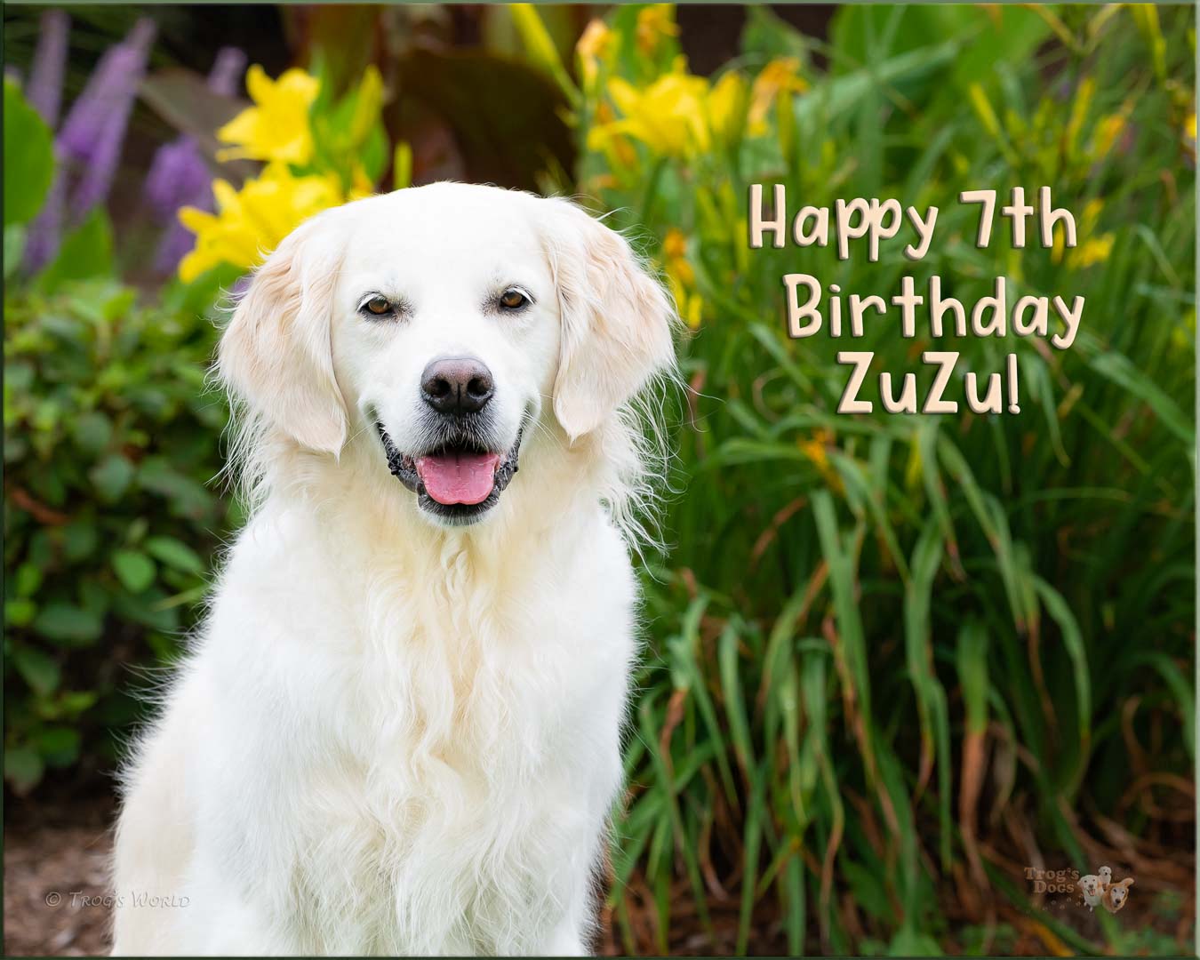 Golden Retriever portrait