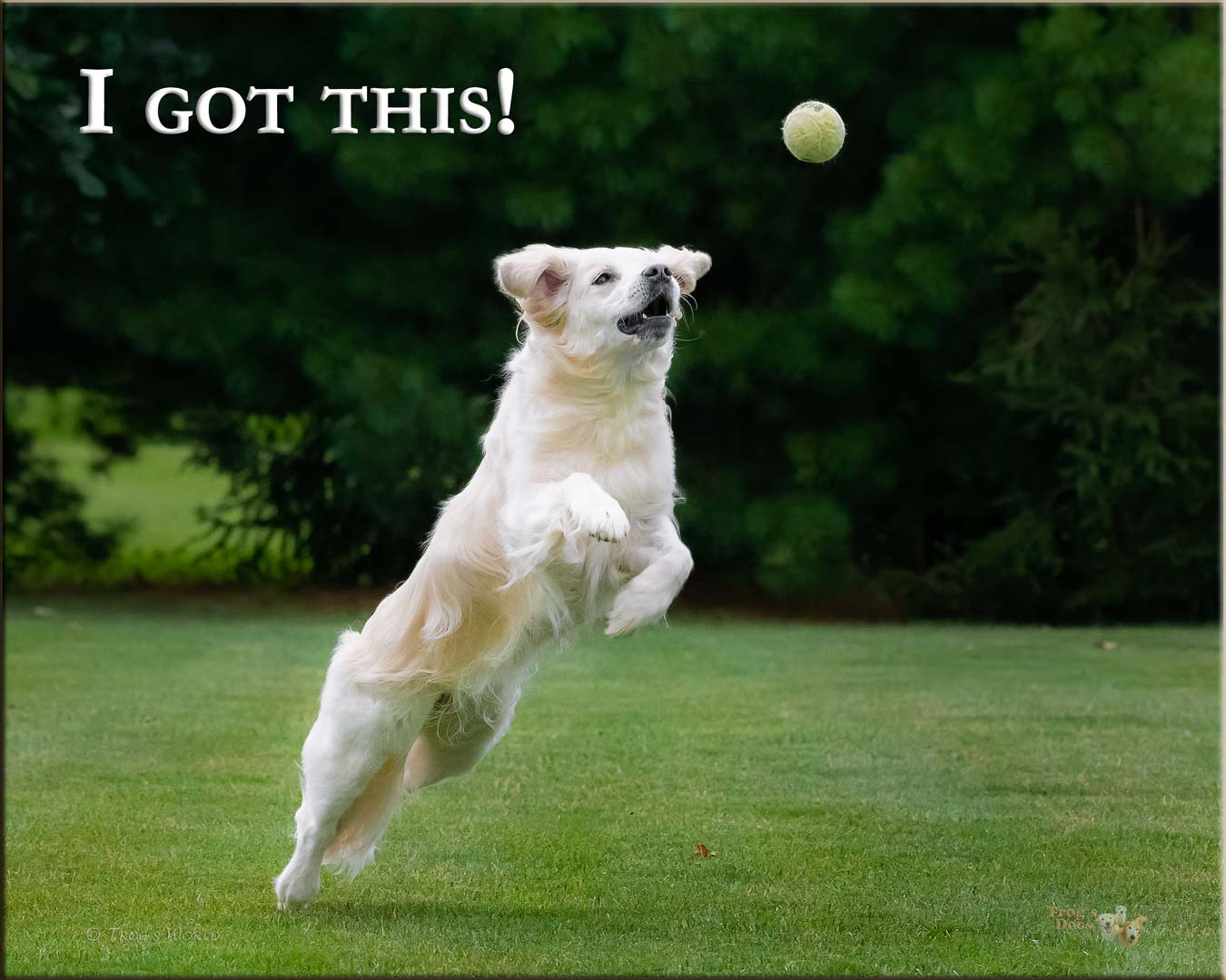 Golden Retriever leaping for a ball