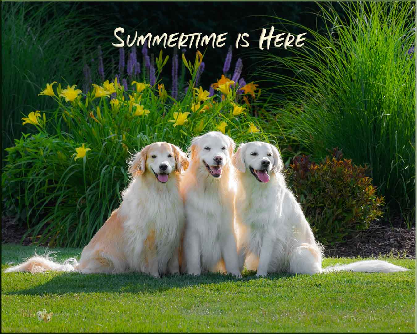 Golden Retriever summer portrait