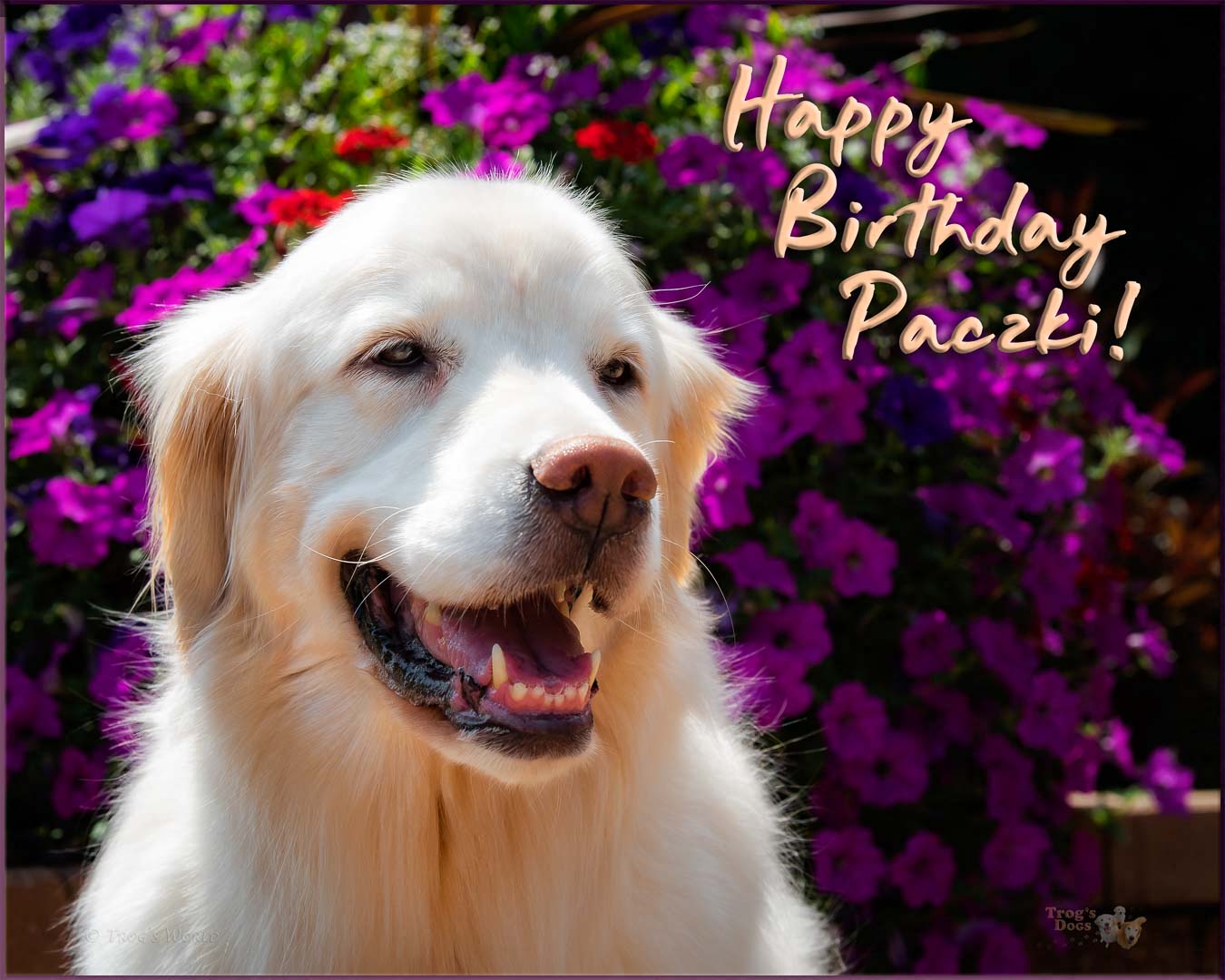 Golden Retriever portrait in the flowers