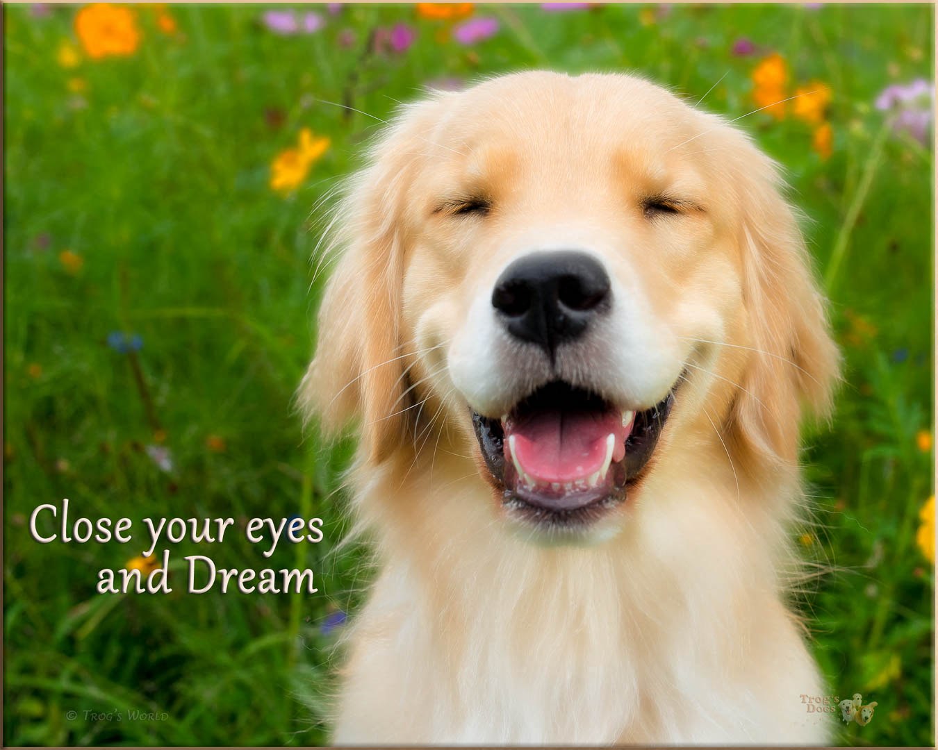 Golden Retriever closing its eyes and dreaming