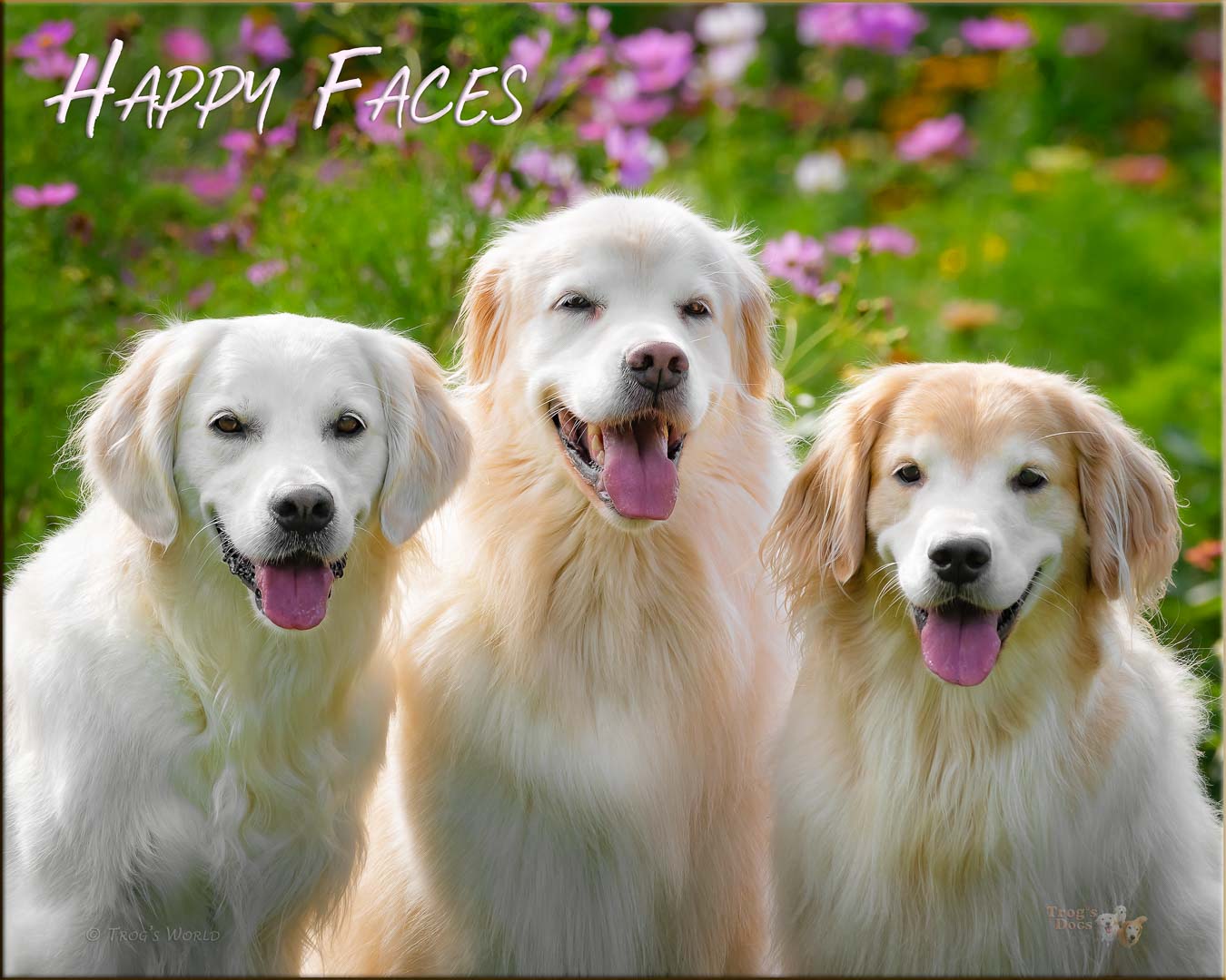 Three Golden Retrievers smiling in the sun