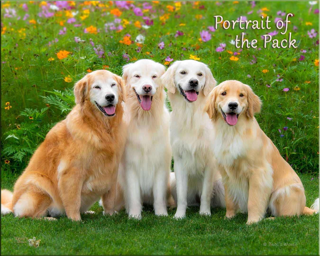Four Golden Retrievers pose for a picture