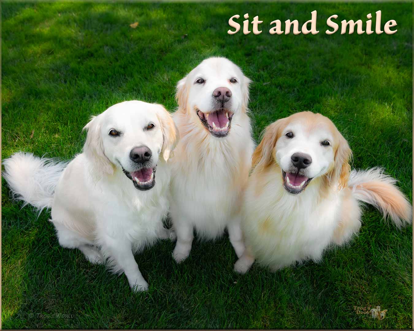 Three Golden Retrievers smiling in the sun