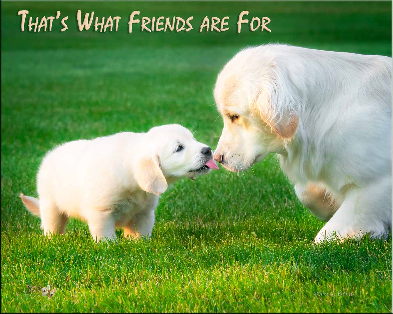 Golden Retriever puppy giving a kiss