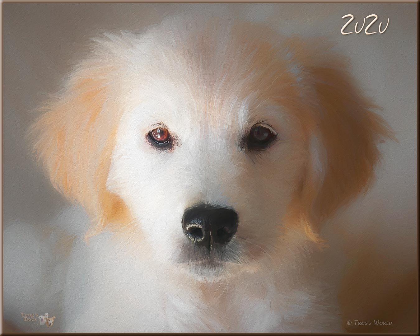 Portrait of Golden Retriever puppy
