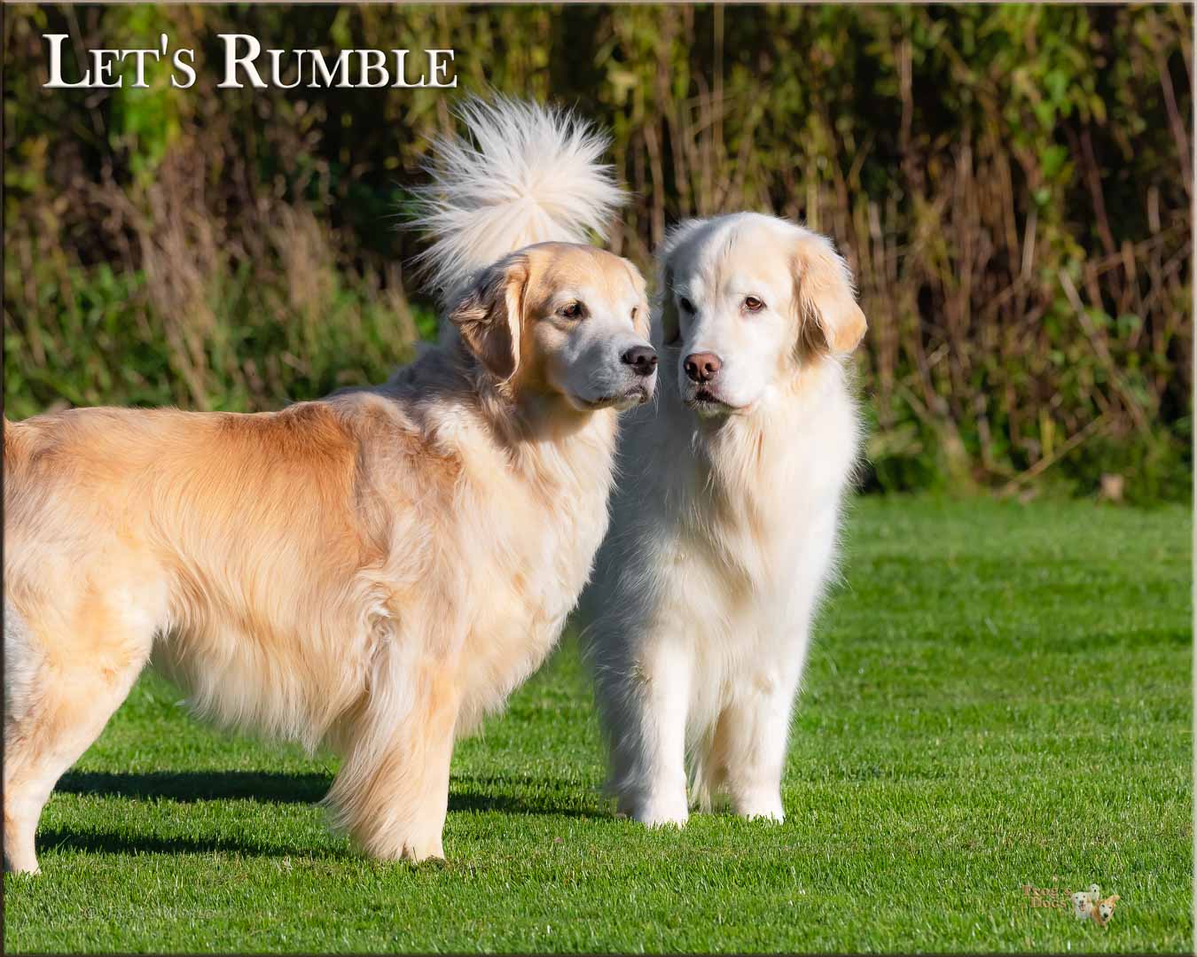 Two Golden Retrievers in a stare down