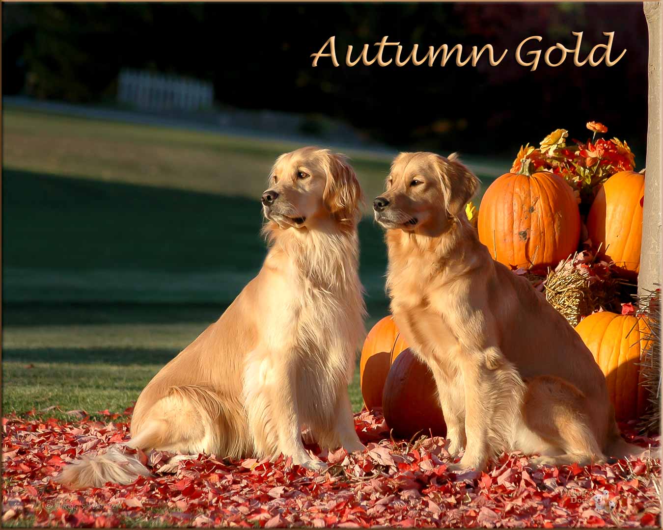 Two golden retrievers and an autumn evening