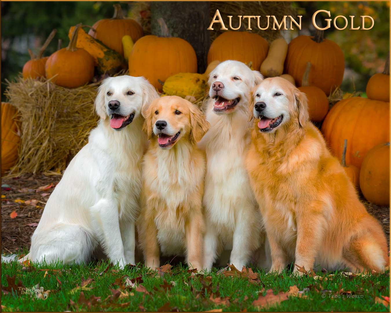 Four Golden Retrievers pose in front of the pumpkins