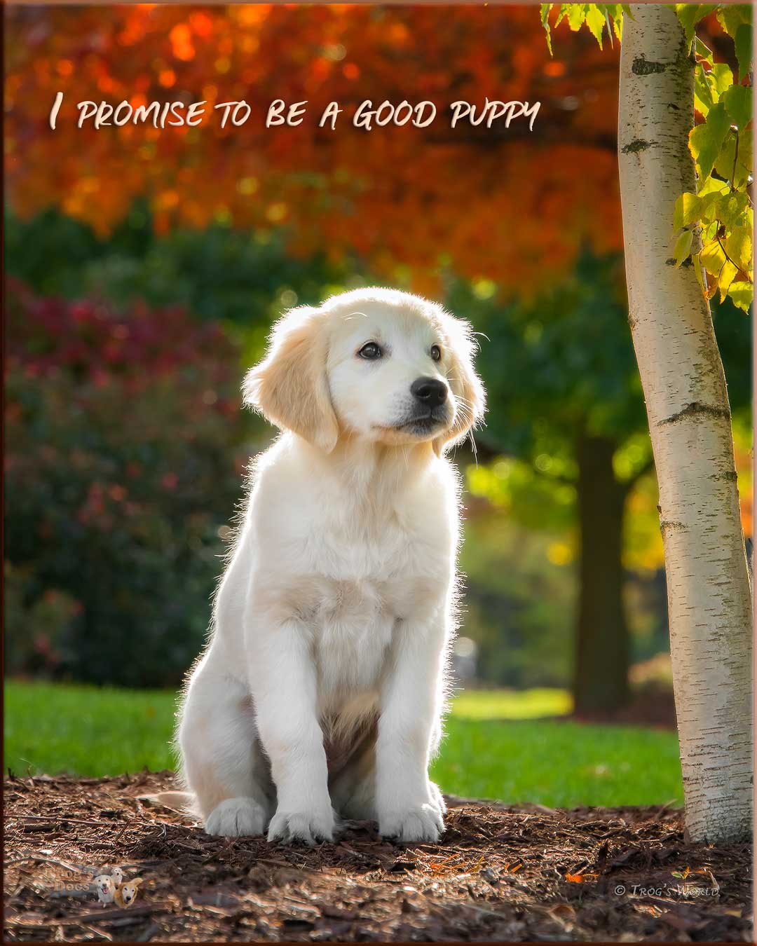 Golden Retriever puppy in the autumn colors