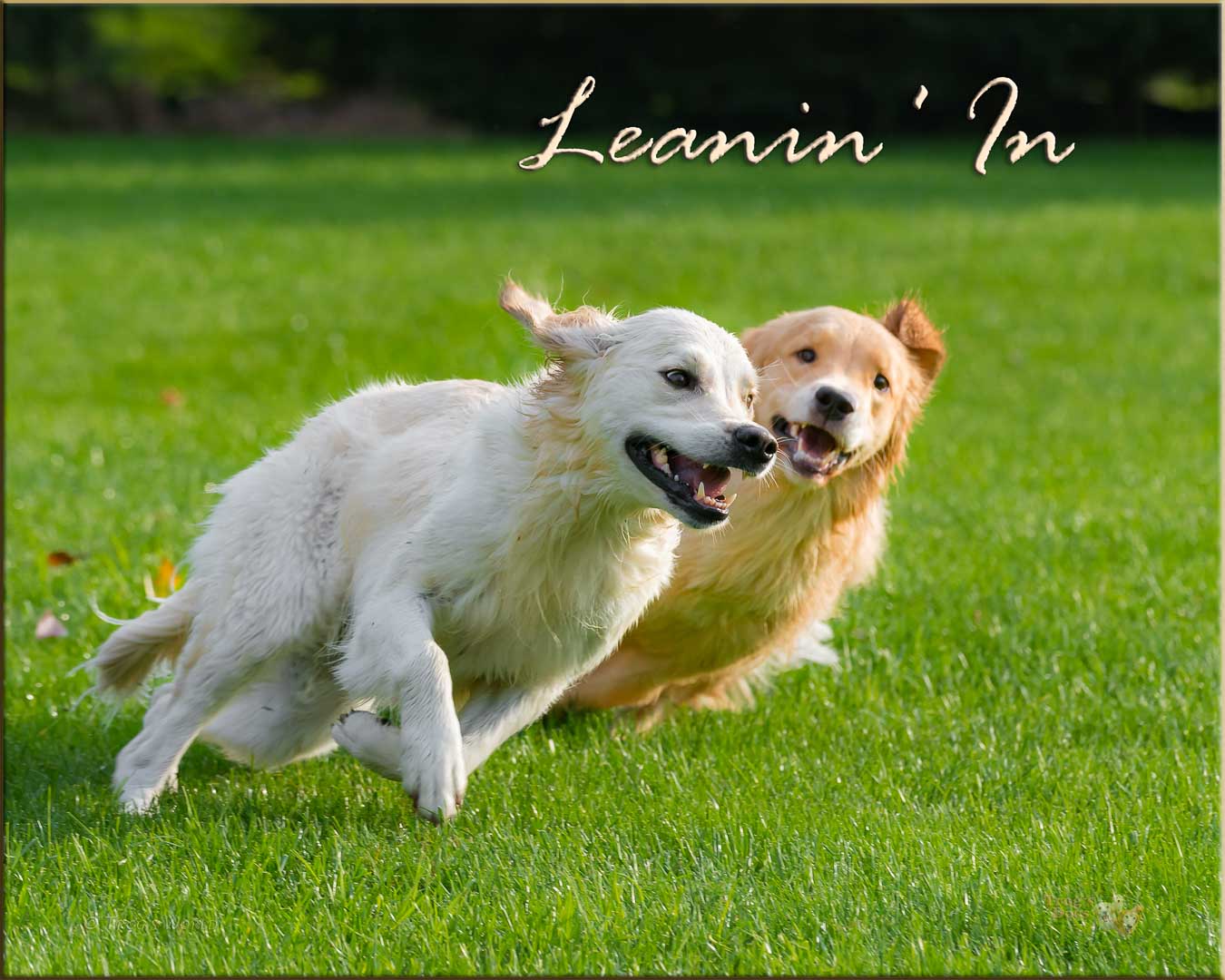 Two Golden Retrievers leaning in while running