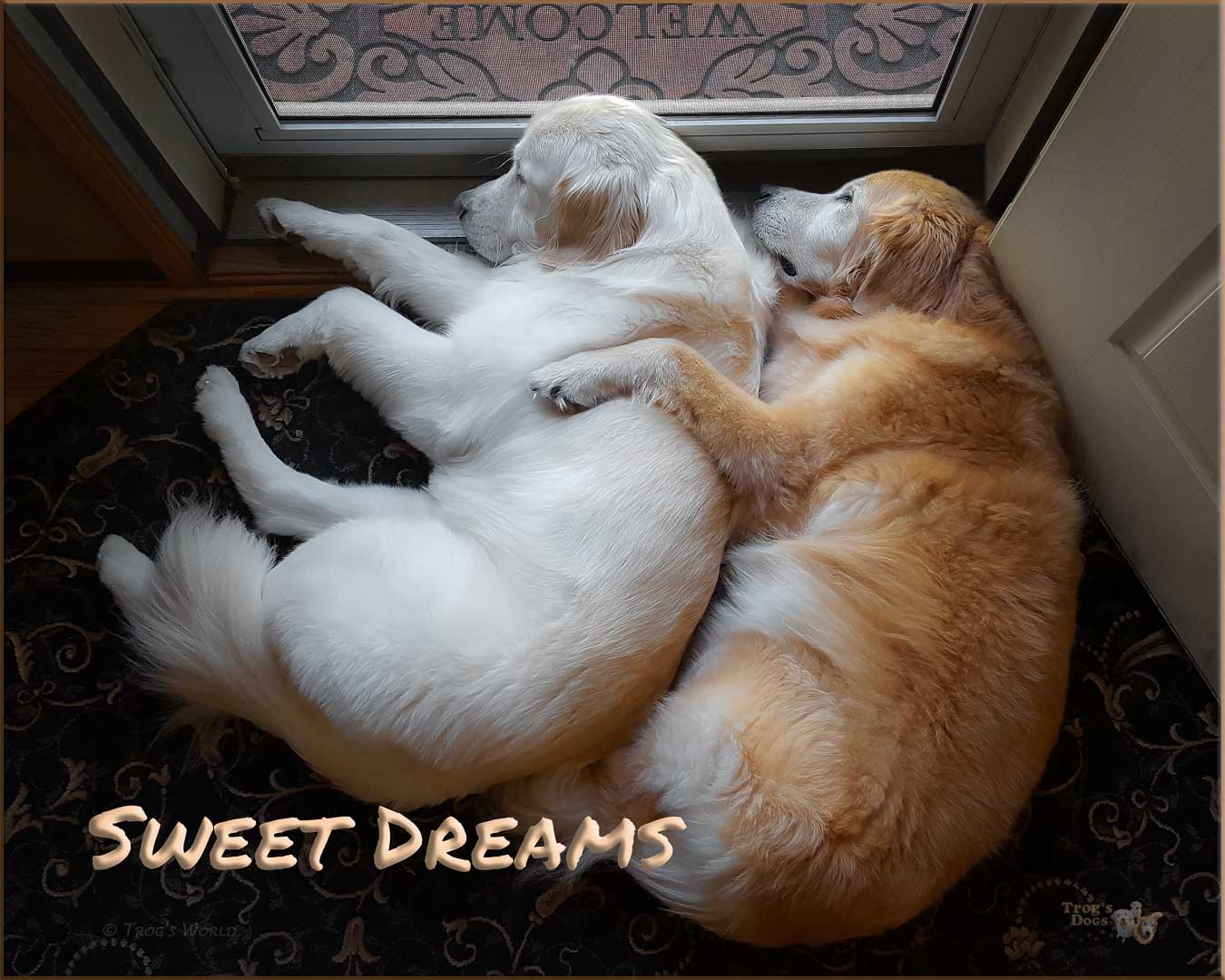 Two golden retrievers sleeping in front of the door