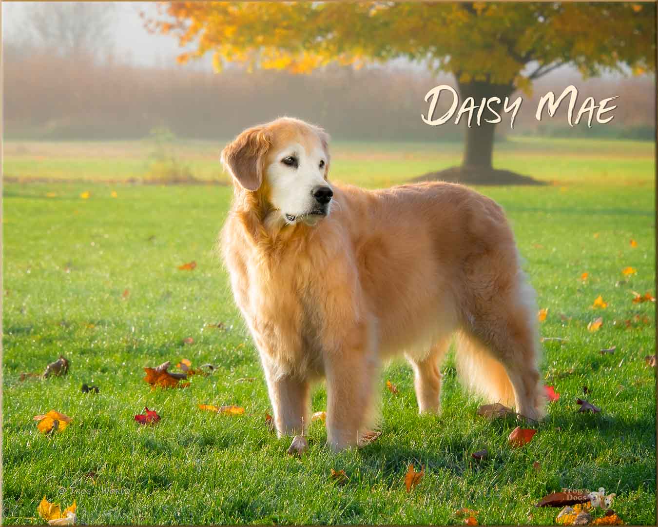 Golden Retriever Daisy on an Autumn morning