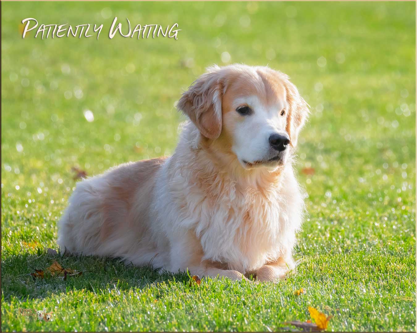 Golden Retriever laying in the morning grass