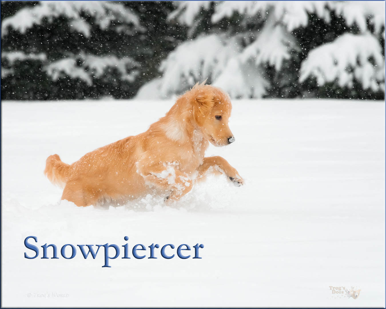 Golden Retriever Puppy in the snow