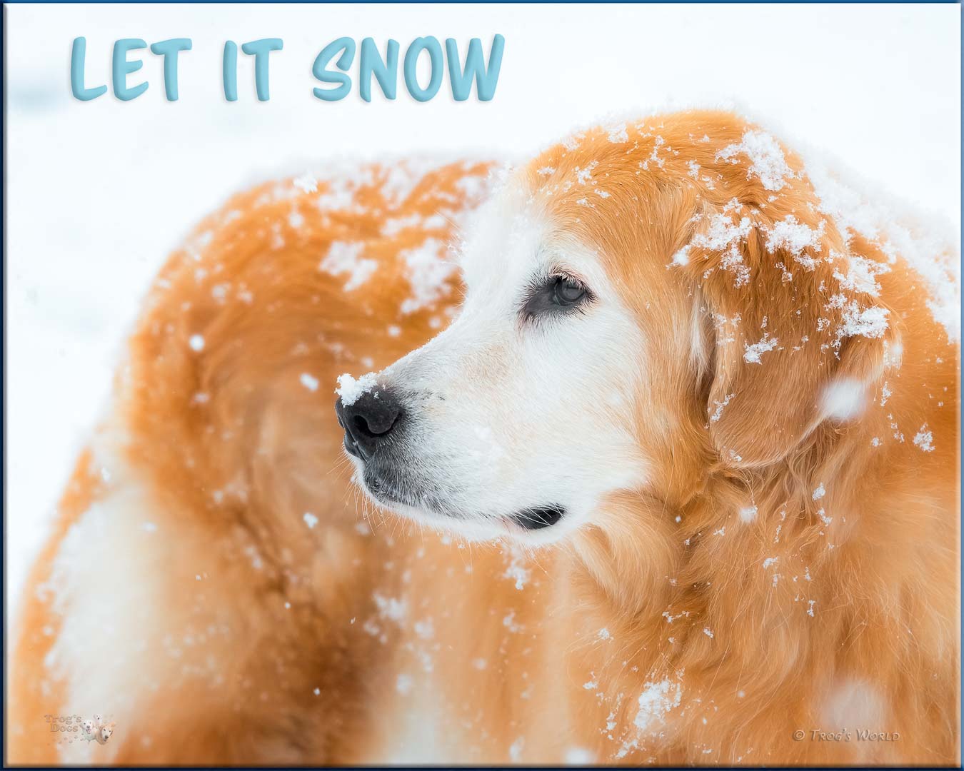 Golden Retriever standing in the snow