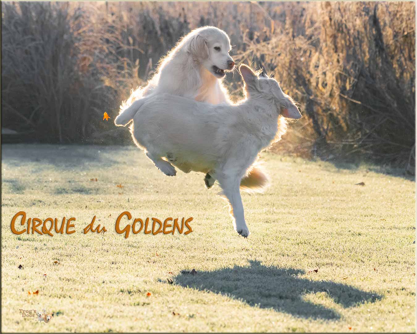 Two Goldens jumping in the air