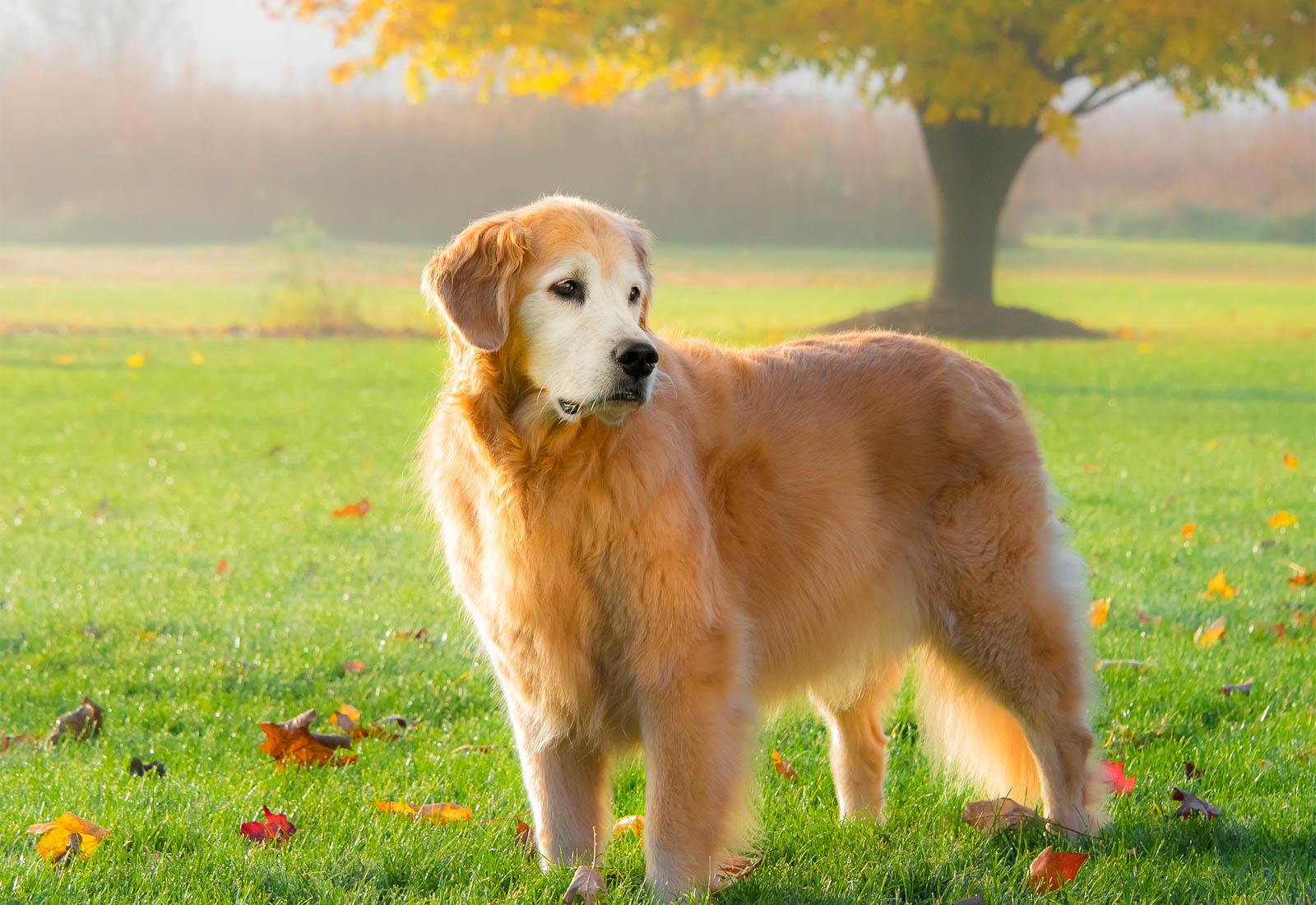 Golden retriever on an Autumn day