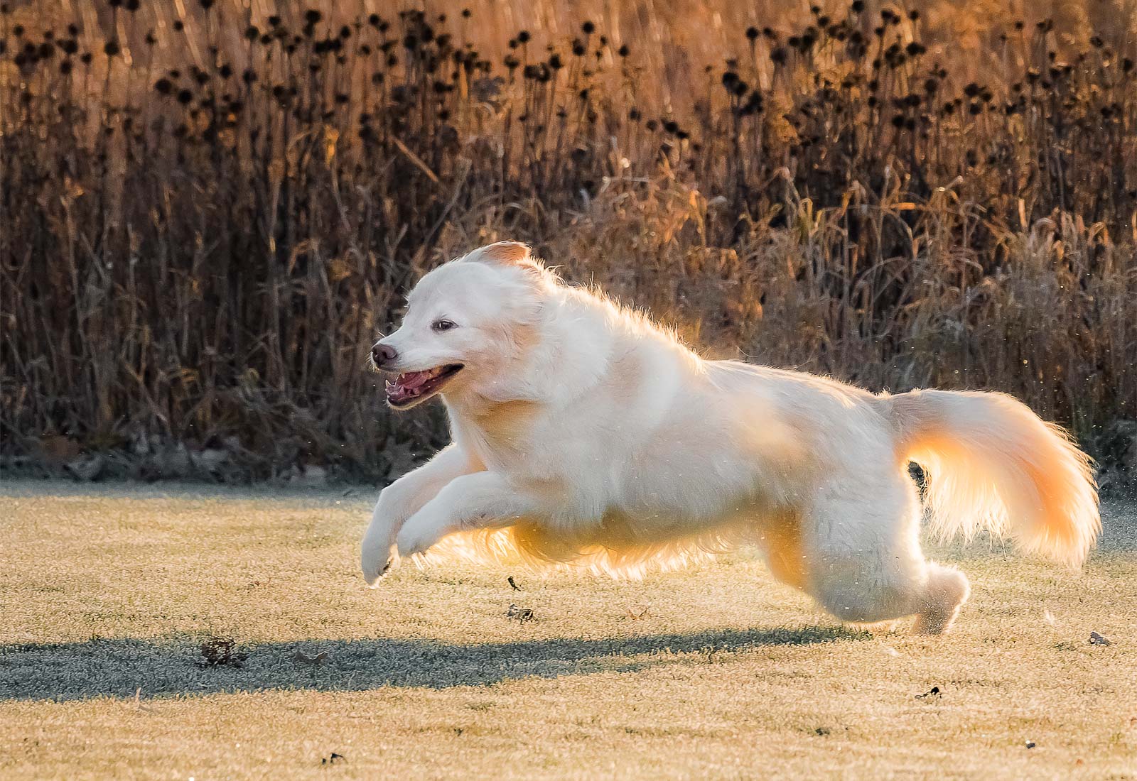 Golden Retriever playing in the morning dew