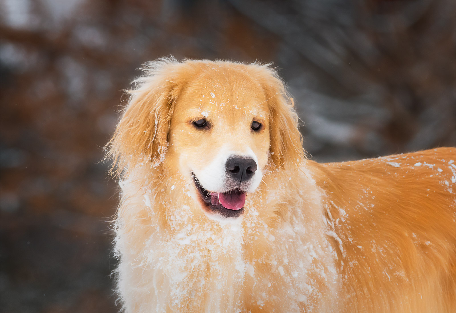 Golden Retriever playing in the snow