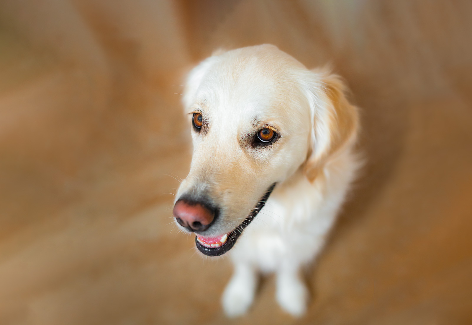 Golden Retriever smiling while looking up