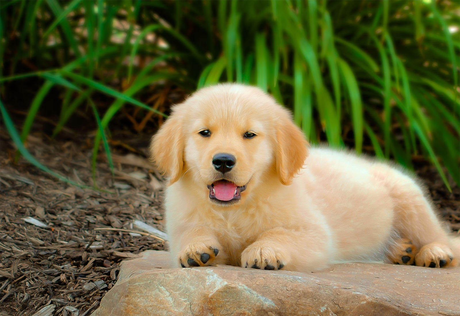 Golden Retriever puppy laying on a rock