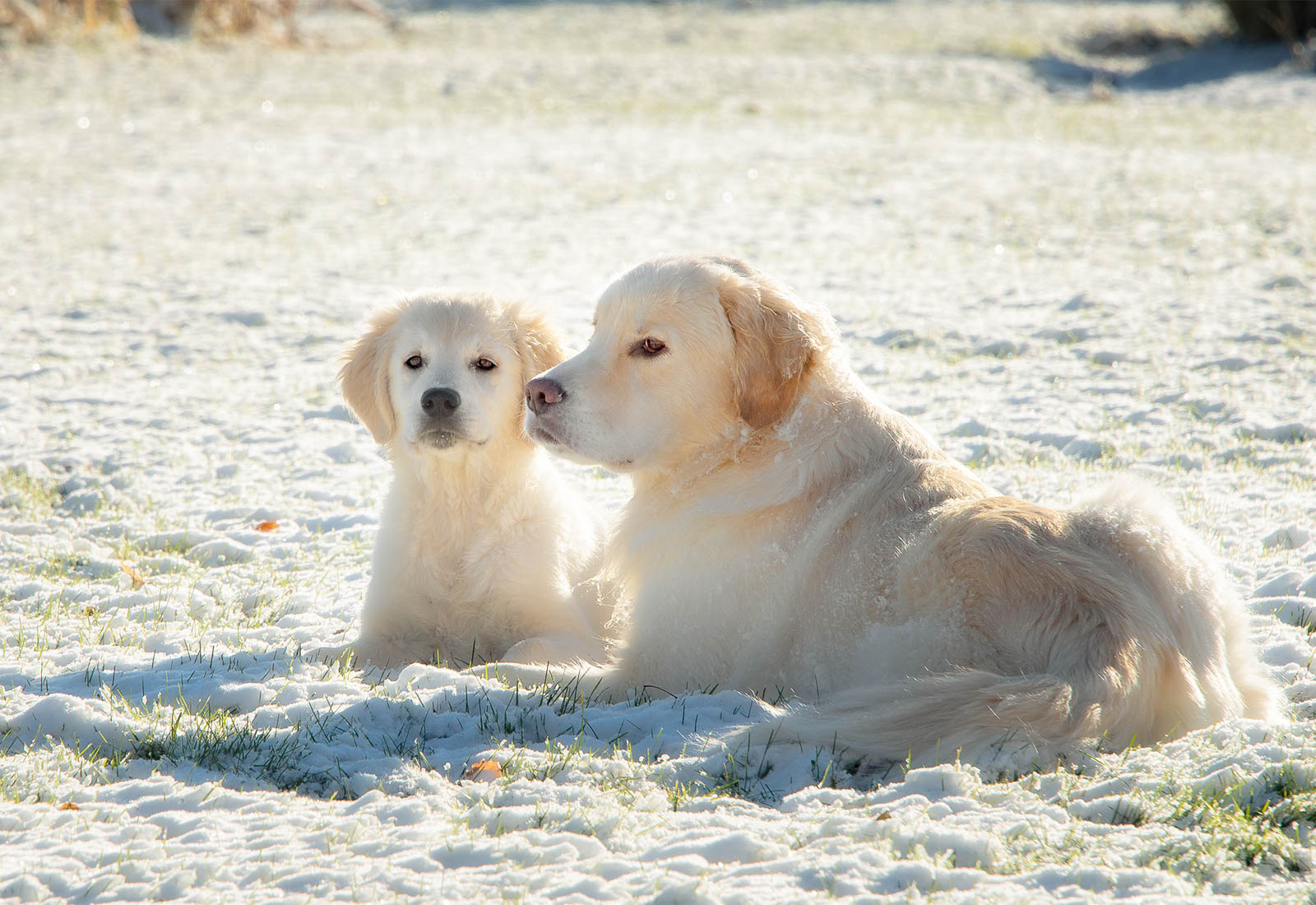 Golden Retrievers pausing after playing in the snow