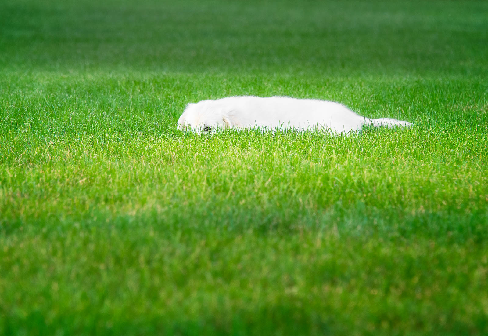 Golden Retriever puppy hiding in the grass