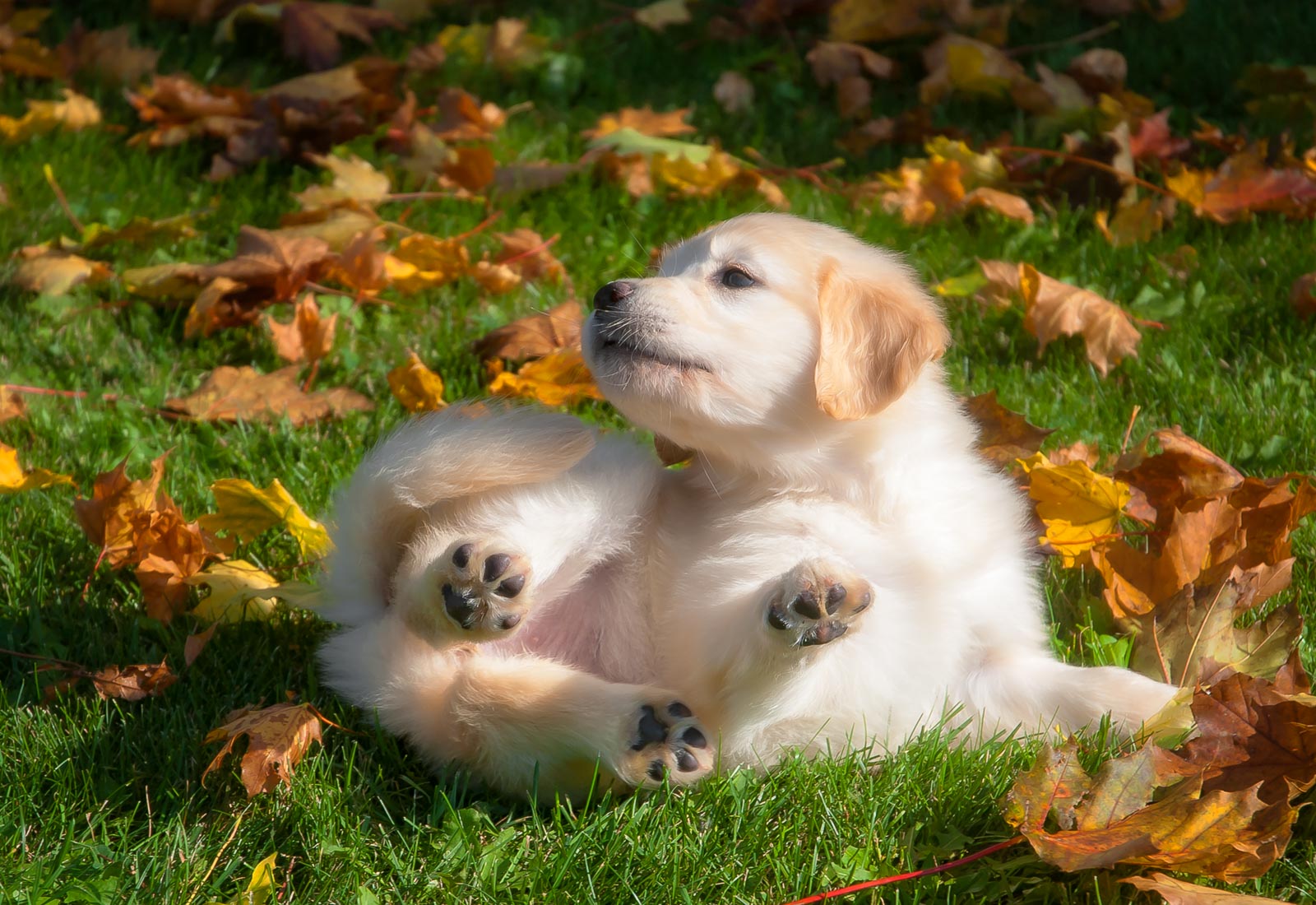 Golden Retriever puppy rolling in the leaves