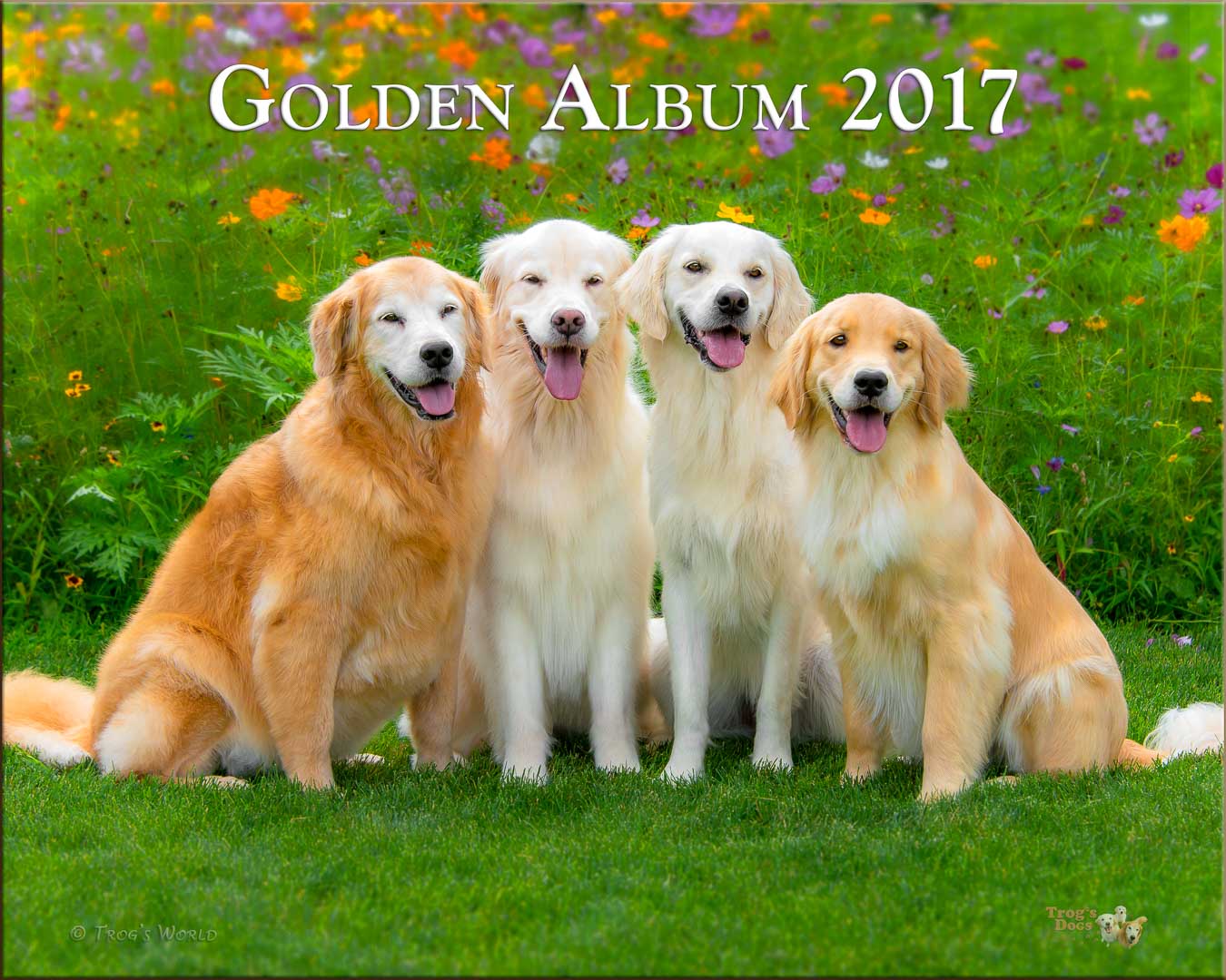 Four Golden Retrievers smiling on a summer day