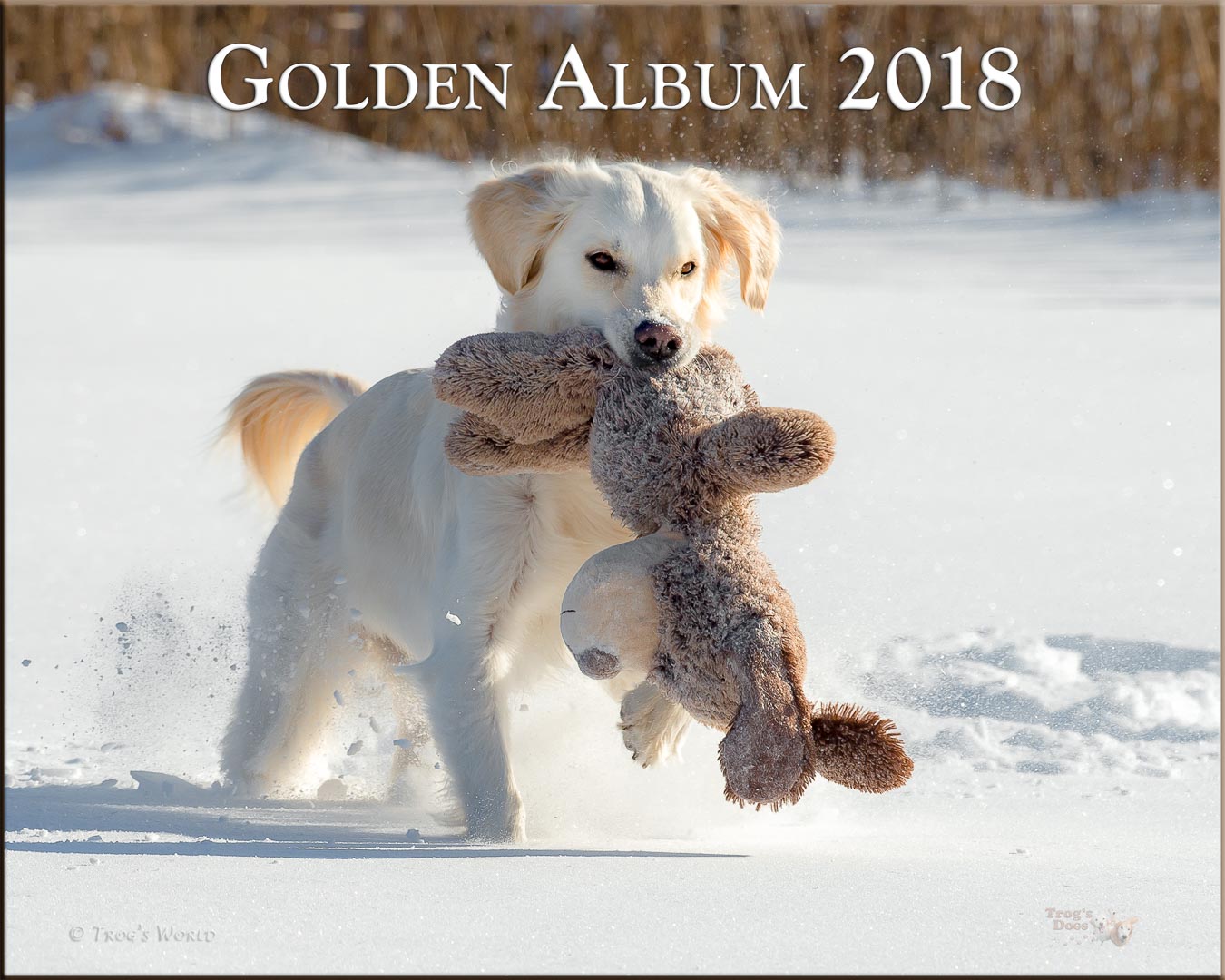 Golden Retriever with a teddy bear in the snow