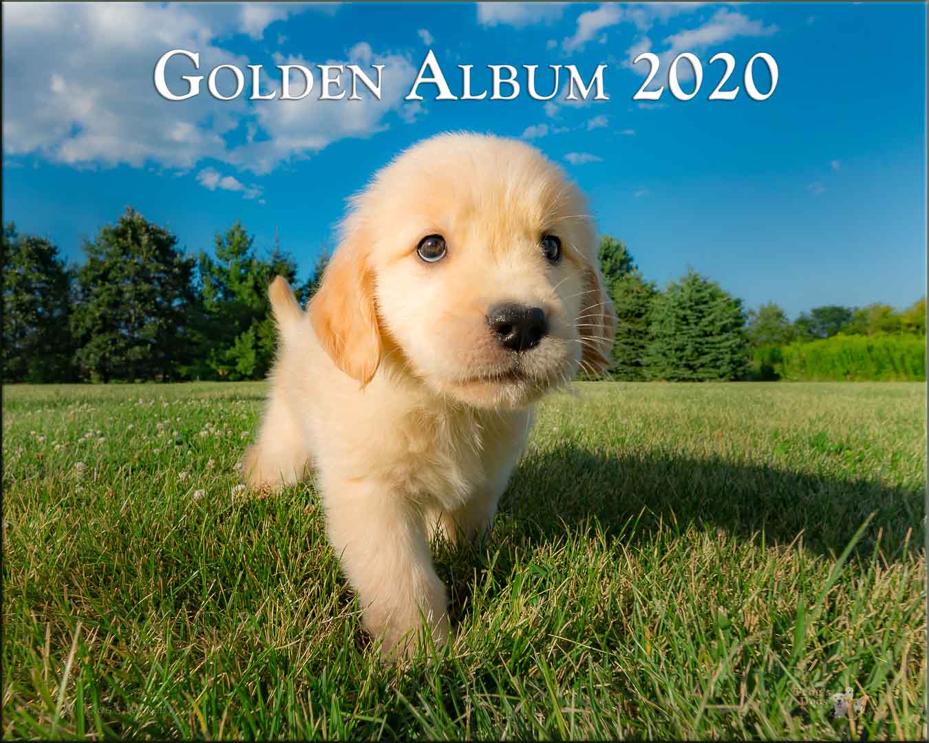 Golden Retriever Puppy in the grass