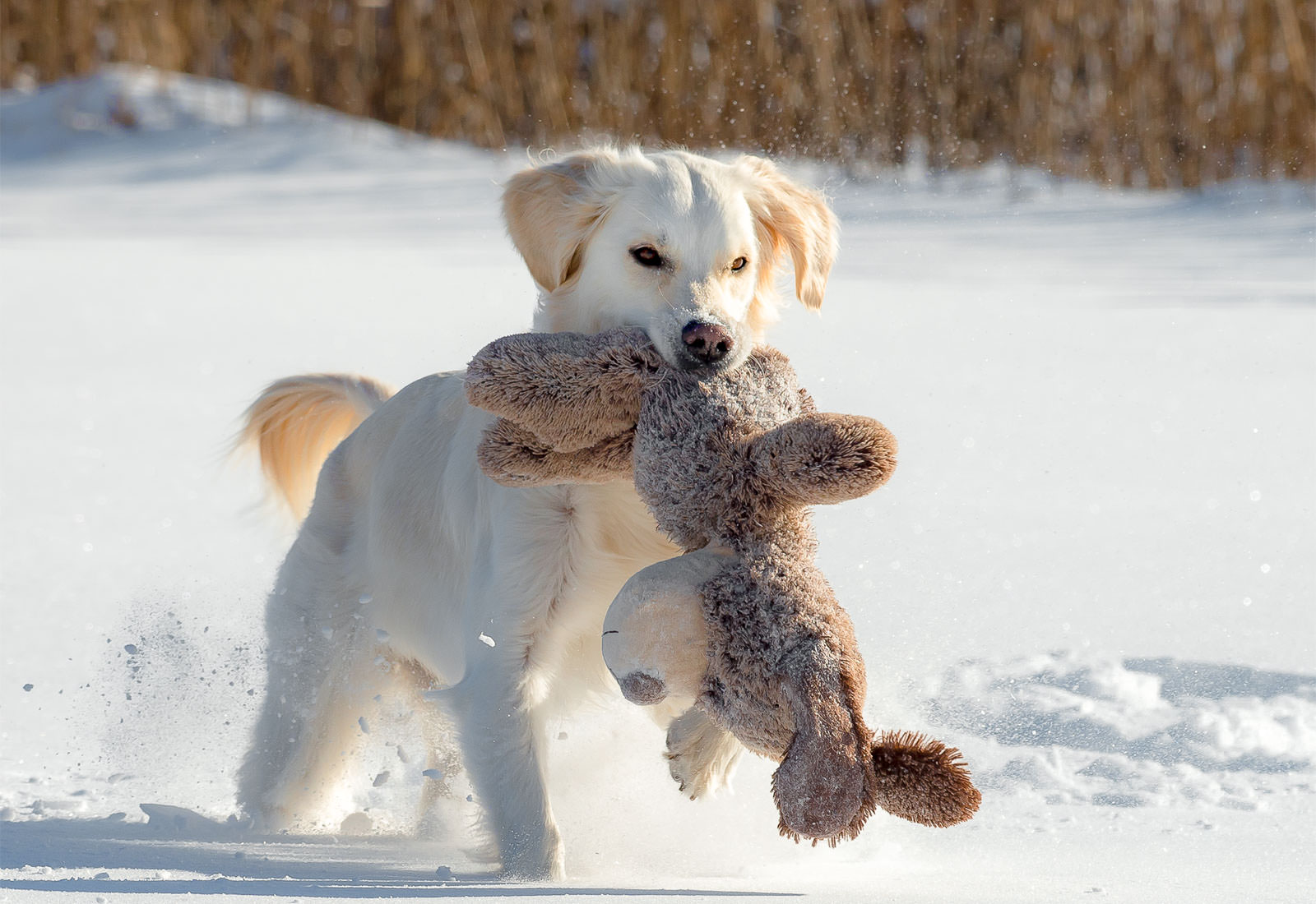 Golden Retriever carrying teddy bear in the snow